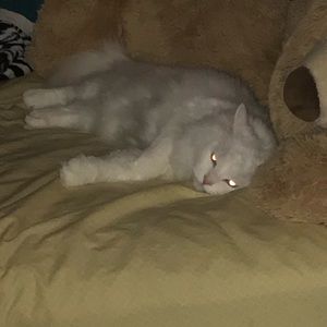 Meet your Posher, Maxwell